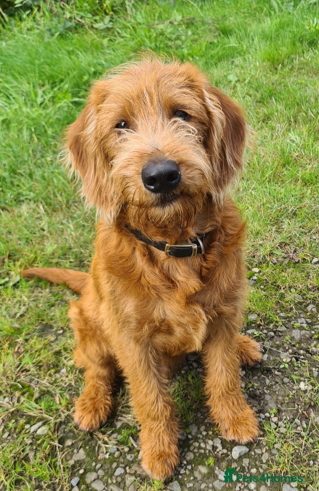 Labradoodle dogs for sale: Fox Red Labradoodles. 4 boys 3 girls  - Image 21
