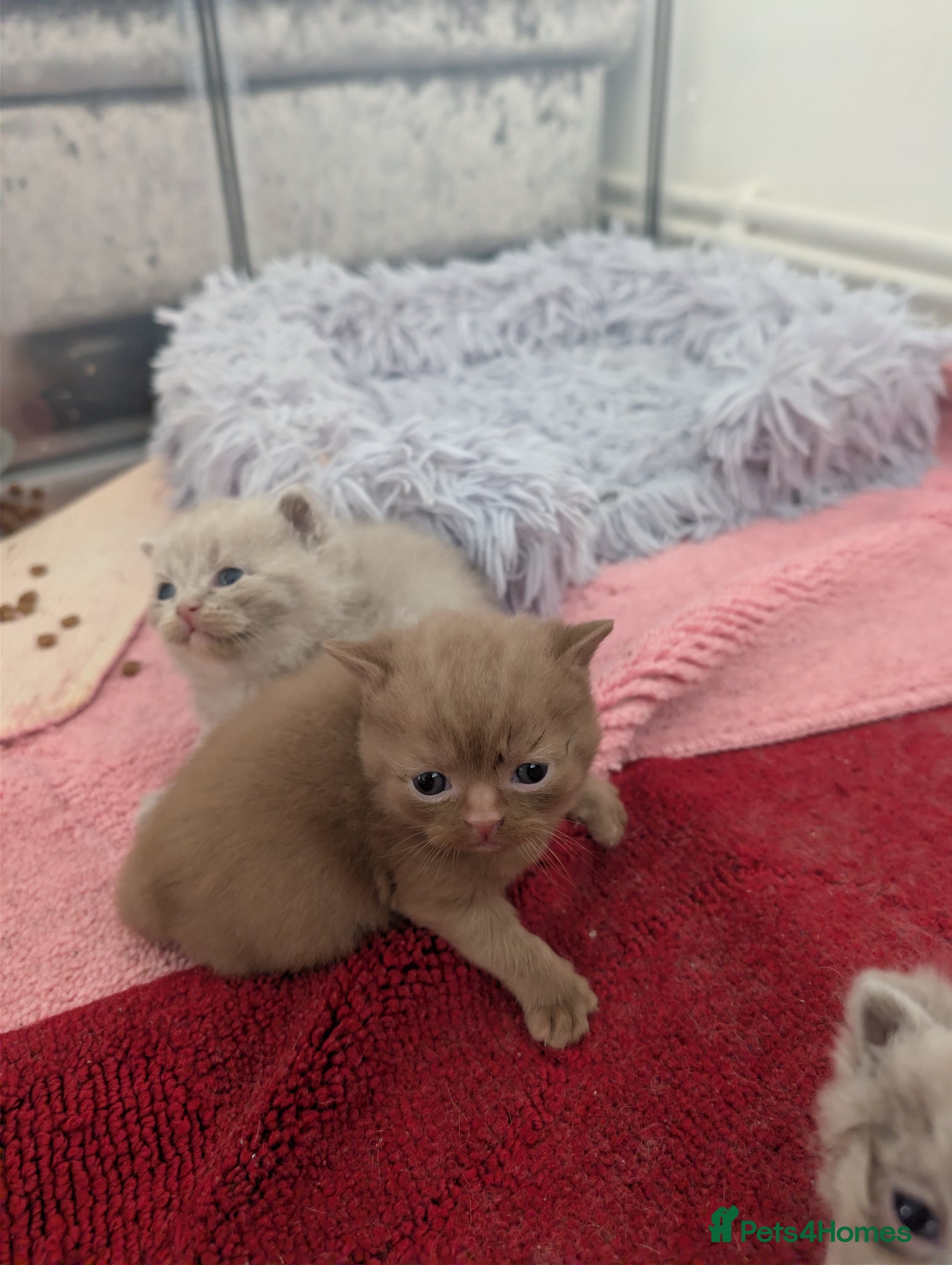 British Shorthair cats Full British short hair kittens - Advert 2