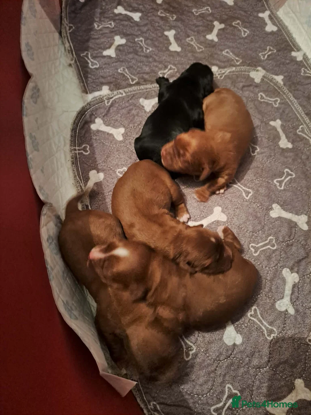 Cockalier dogs for sale: 🐶 Beautiful Cockalier Puppies 🐶 - Advert 3