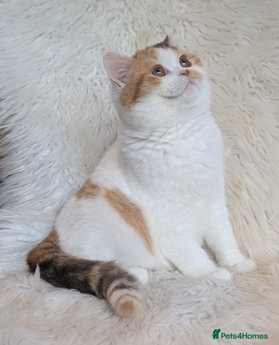 British Shorthair cats for sale: Amazing loving British shorthair kittens  - Advert 7