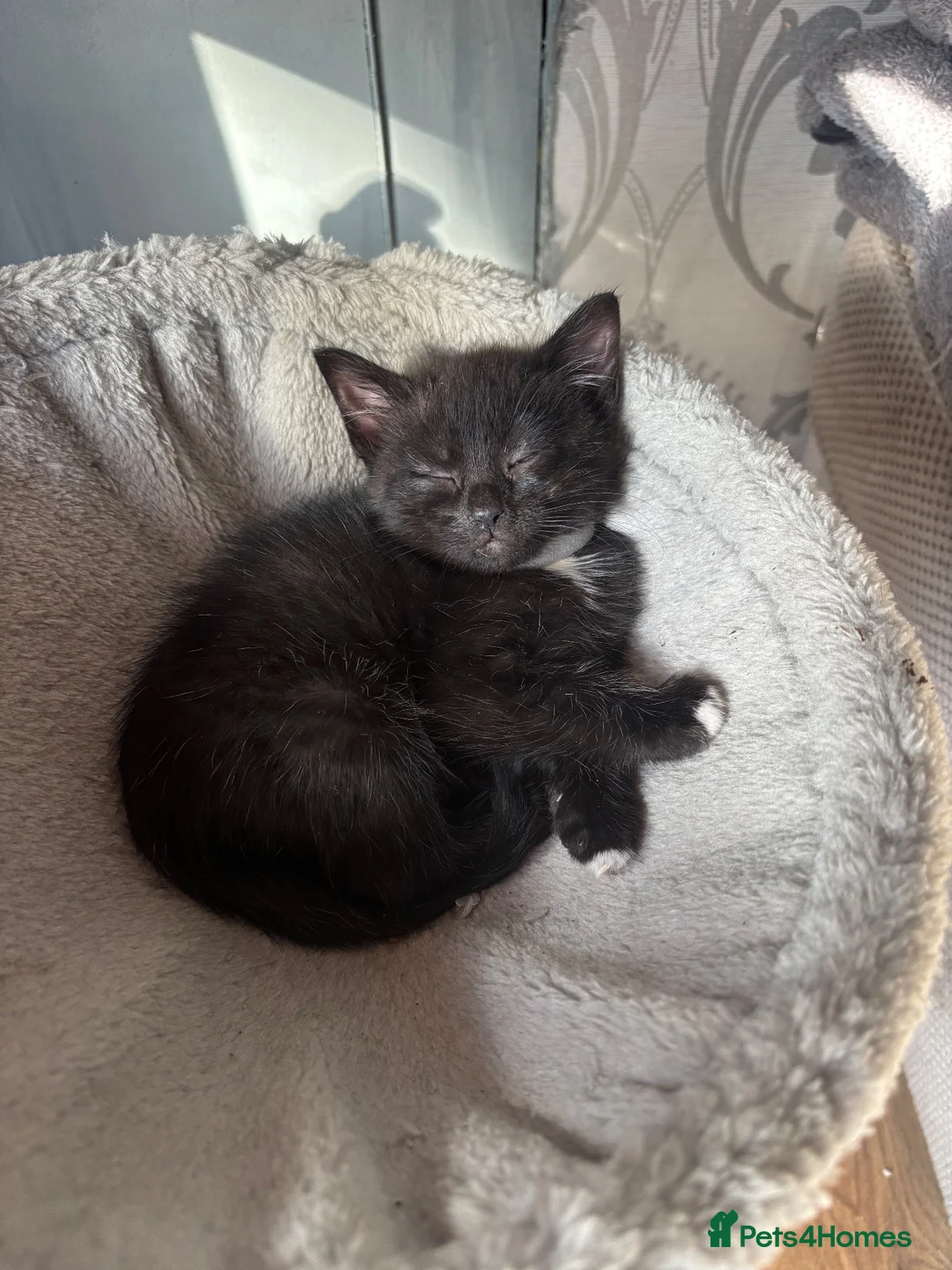 Mixed Breed cats for sale: 5 Black female ragdoll mix breed  - Advert 12