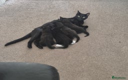 Domestic Shorthair cats for sale: Beautiful kittens looking for their forever home  - Image 6