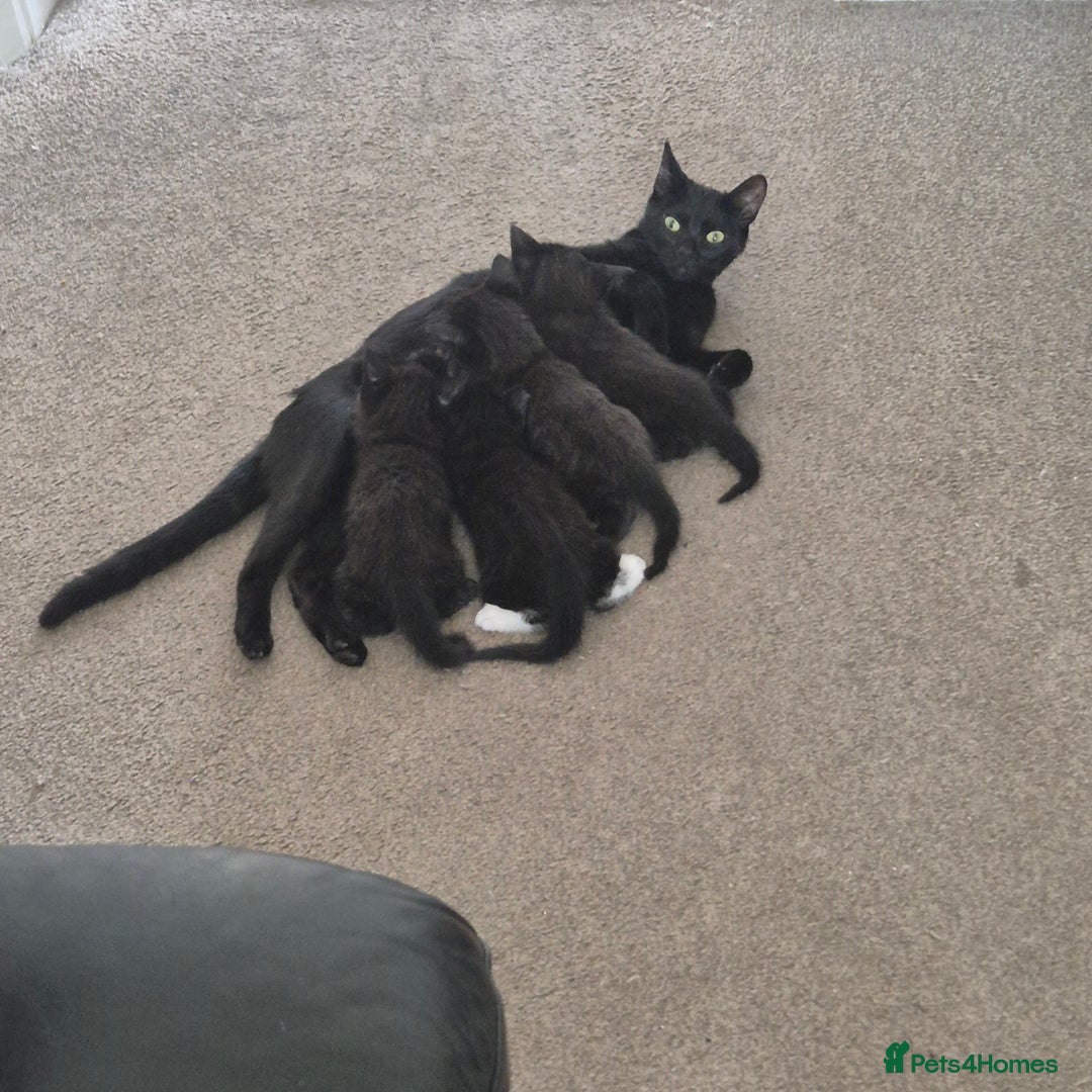 Domestic Shorthair cats for sale: Beautiful kittens looking for their forever home  - Image 6