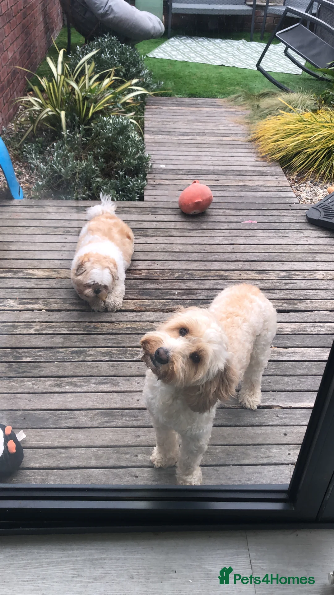 Cockapoo dogs for sale: Male Cockapoo for adoption, not for sale. - Advert 5