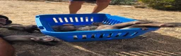 Ferret rodents for sale: Polecat/Ferret kits - Advert 2