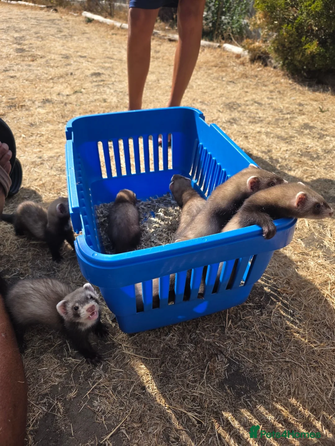 Ferret rodents for sale: Polecat/Ferret kits - Advert 2
