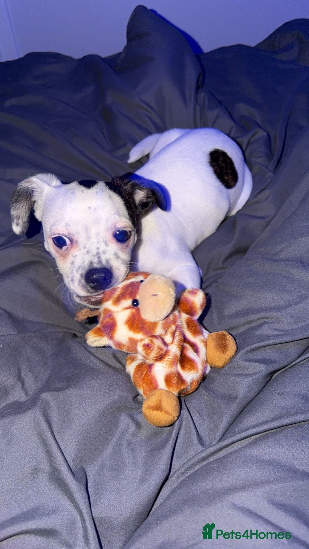 Mixed Breed dogs 5 month old american bullhuaha - Advert 1