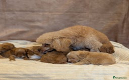Cavapoo dogs for sale: Beautiful F1b cavapoo puppies health tested - Image 8