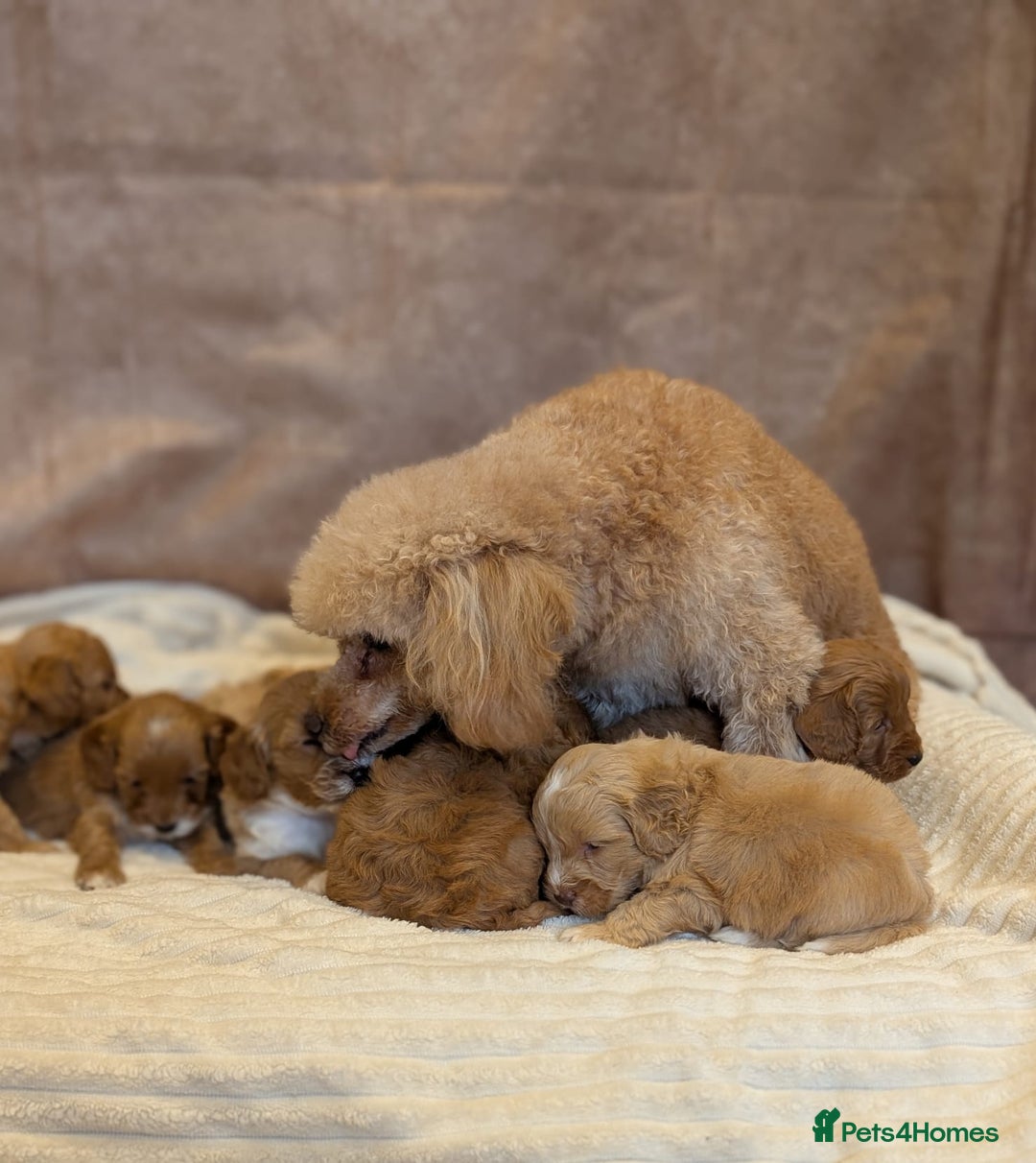 Cavapoo dogs for sale: Beautiful F1b cavapoo puppies health tested - Image 8