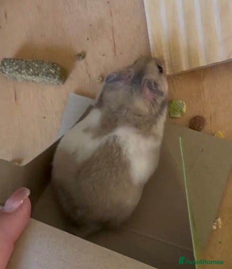 Hamster rodents Syrian hamster  - Advert 2