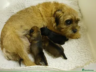 Border Terrier dogs KC registered border terriers - Advert 2