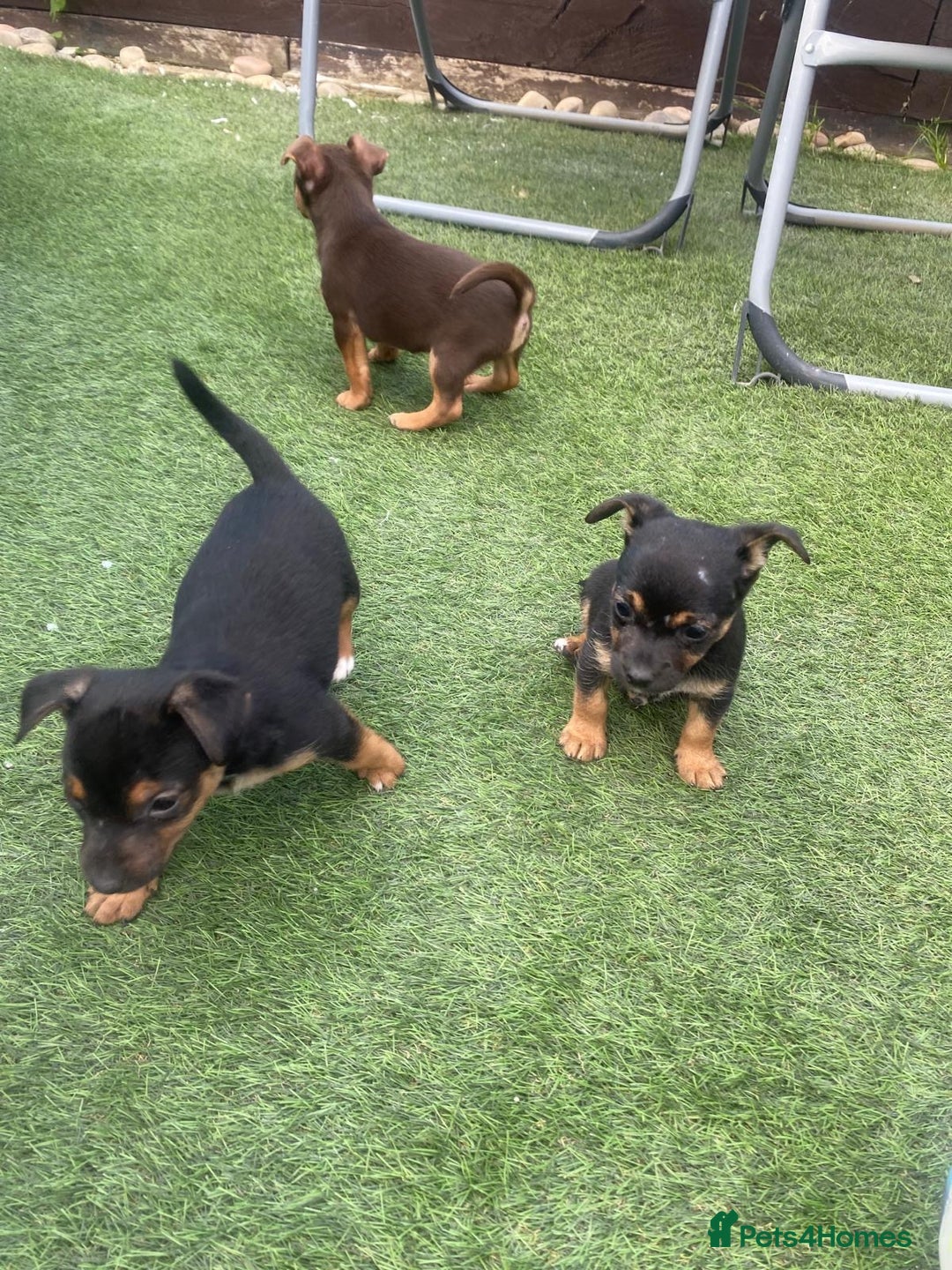 Jack Russell dogs for sale:  Beautiful Jack Russell puppies  - Image 6