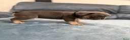 French Bulldog dogs for sale: Beautiful frenchie puppies  - Advert 2