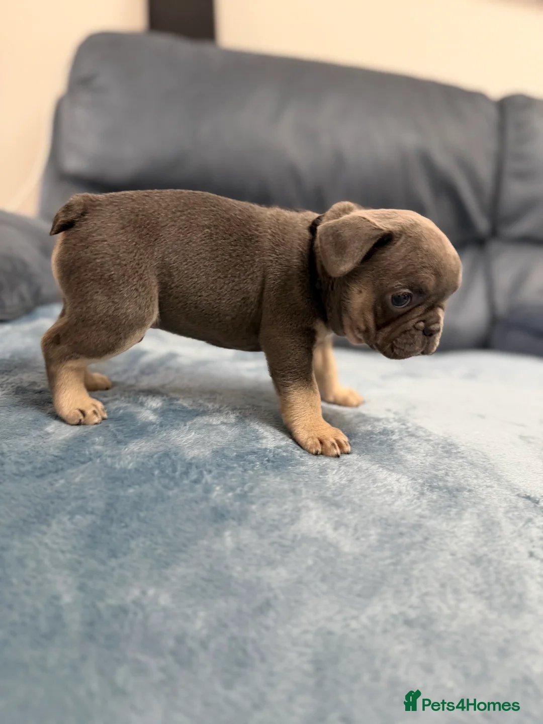French Bulldog dogs for sale: Beautiful frenchie puppies  - Advert 2