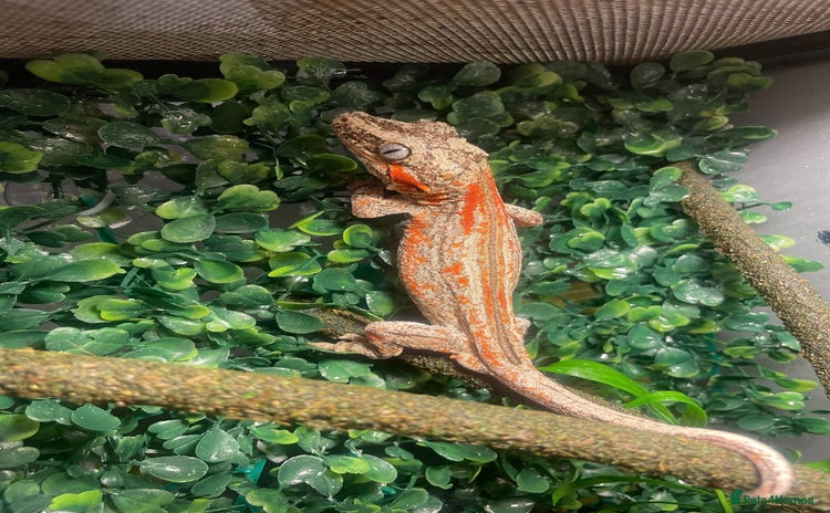 Gecko reptiles - Advert 1