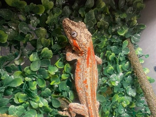 Gecko reptiles - Advert 9