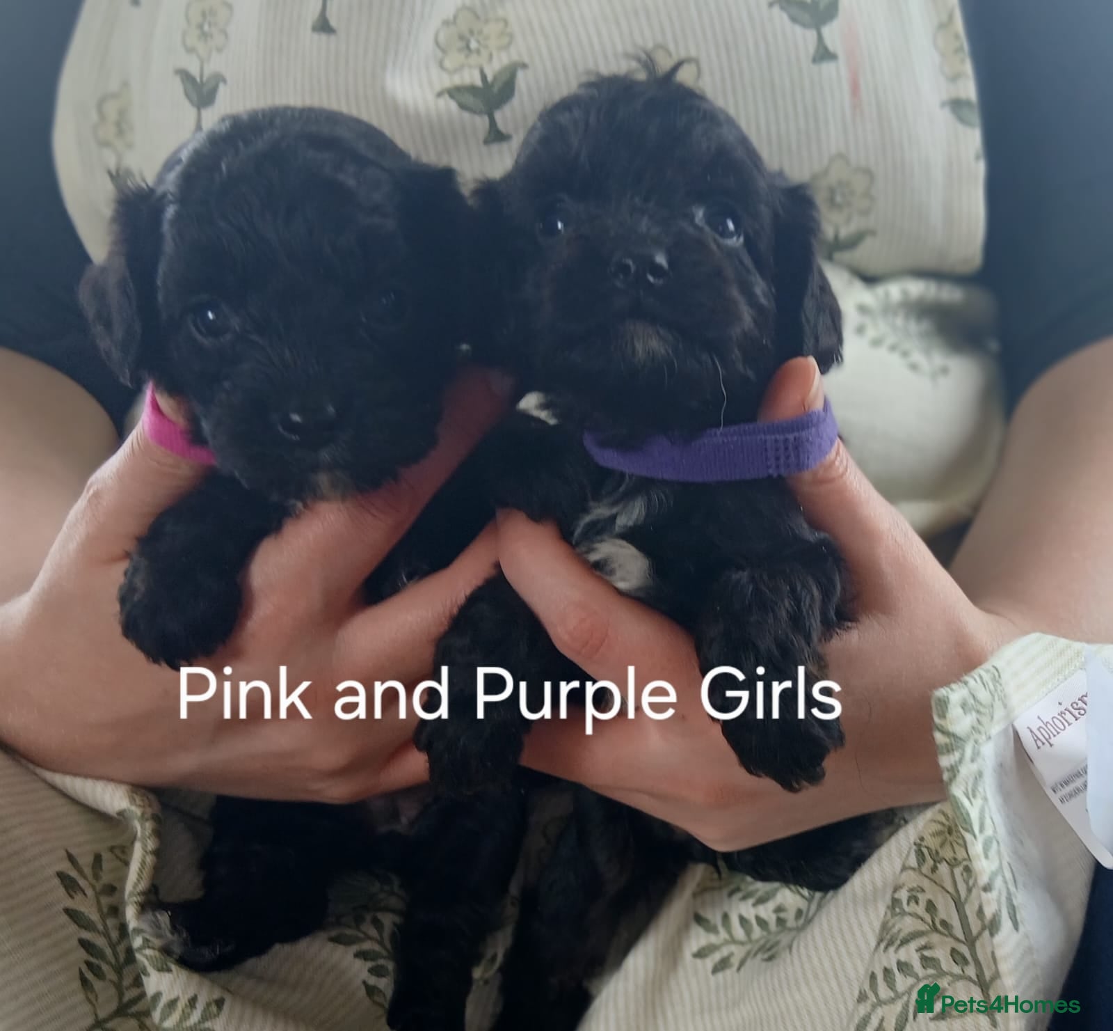 Cavapoo dogs Cavapoo Puppies **READY NOW** - Advert 1