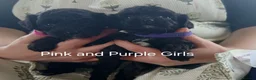Cavapoo dogs for sale: Cavapoo Puppies  in Glenrothes - Advert 5