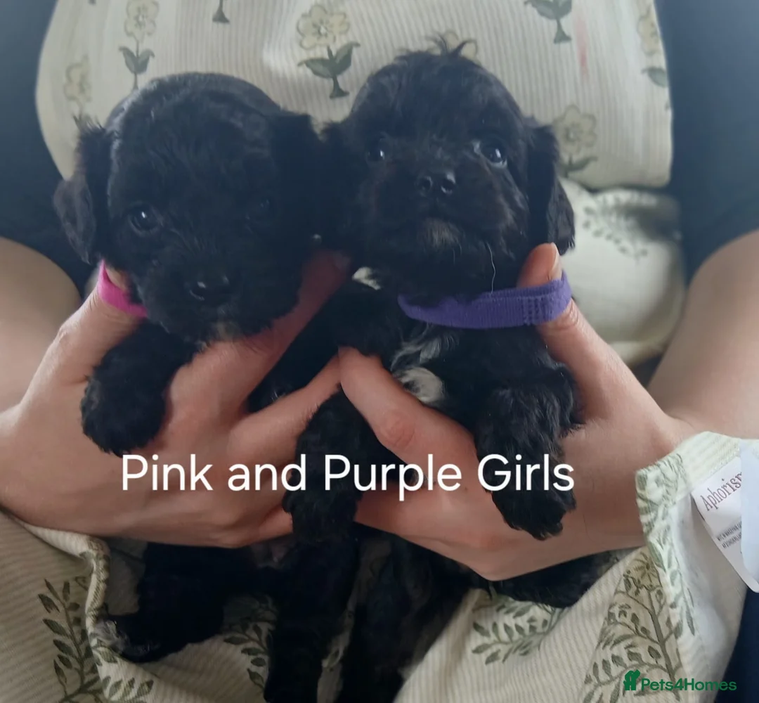 Cavapoo dogs for sale: Cavapoo Puppies **2 AVAILABLE** - Advert 1
