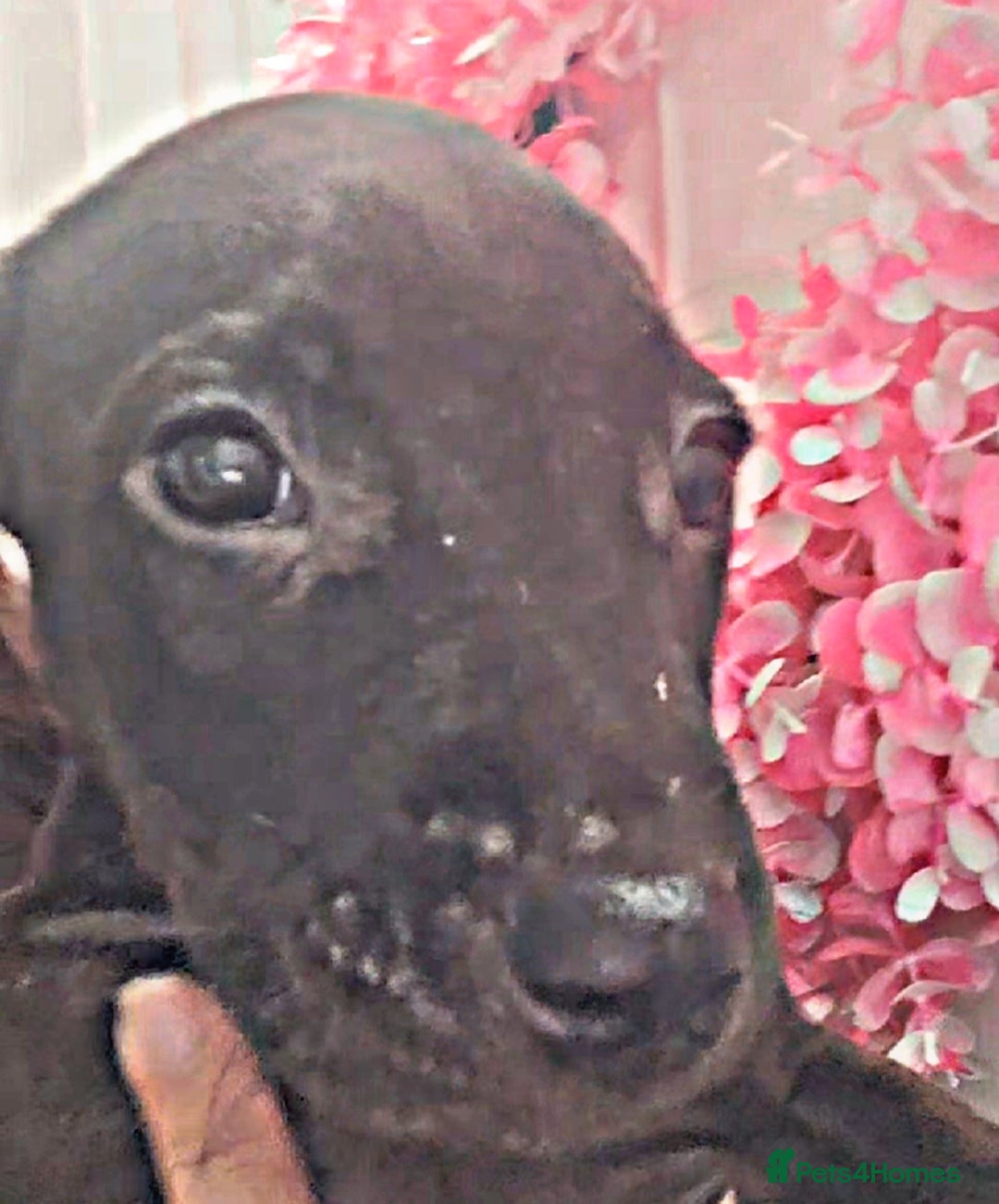 Mixed Breed dogs for sale: Beautiful mixed breed puppies - Image 14