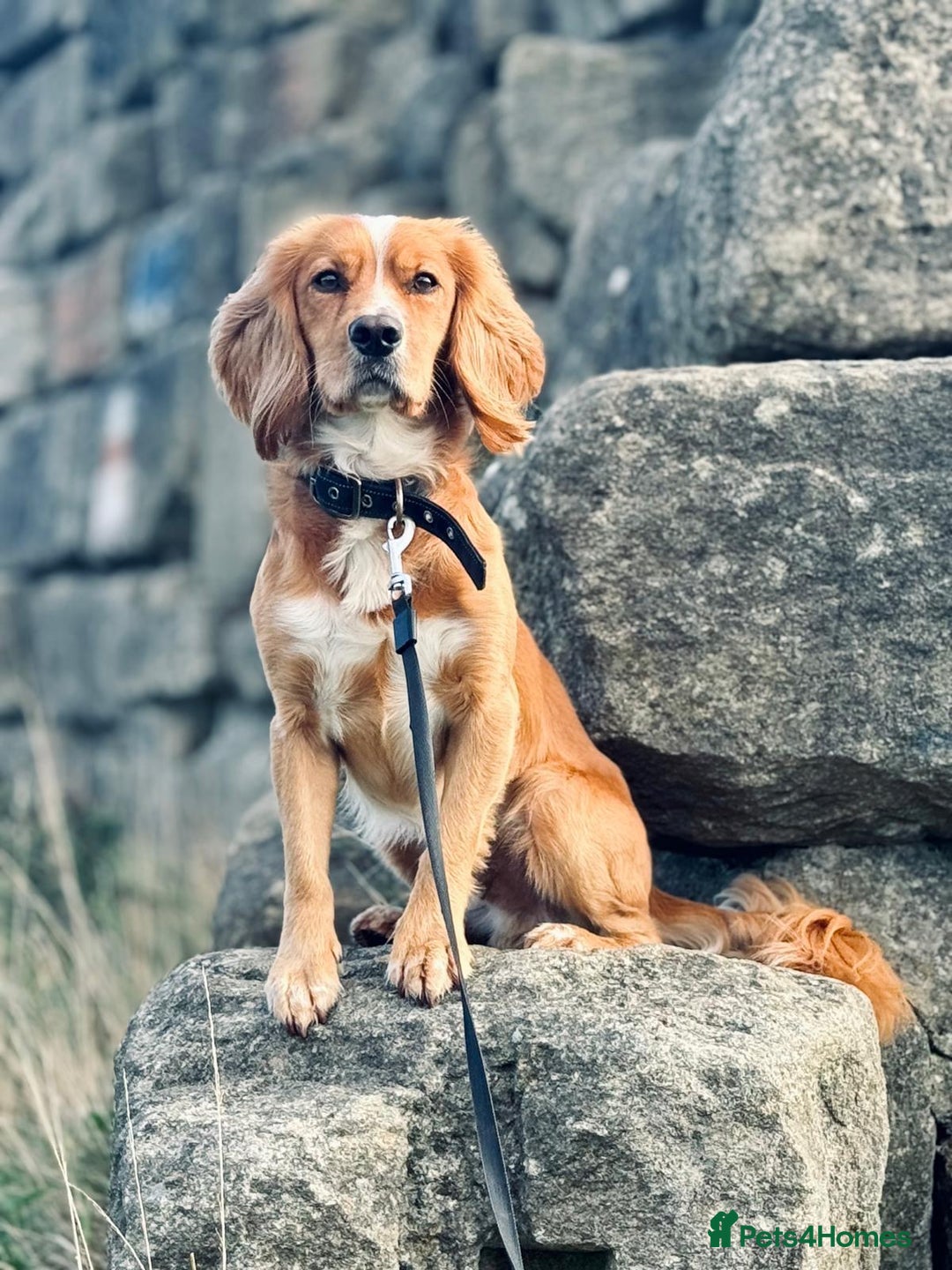 Cocker Spaniel dogs for sale: Beautiful, healthy and loving 2-year-old Cocker.  - Advert 7