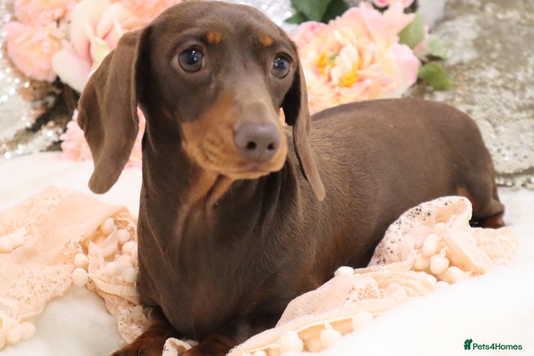 Miniature Dachshund dogs for sale: KC Miniature Dachshund Puppies - Image 24