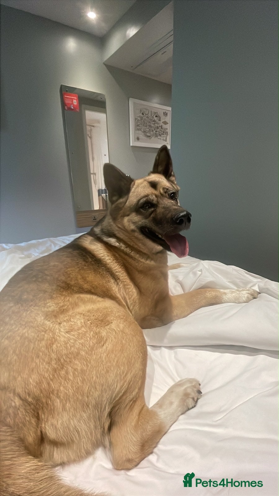 Mixed Breed dogs Nala Akita mix - Advert 1