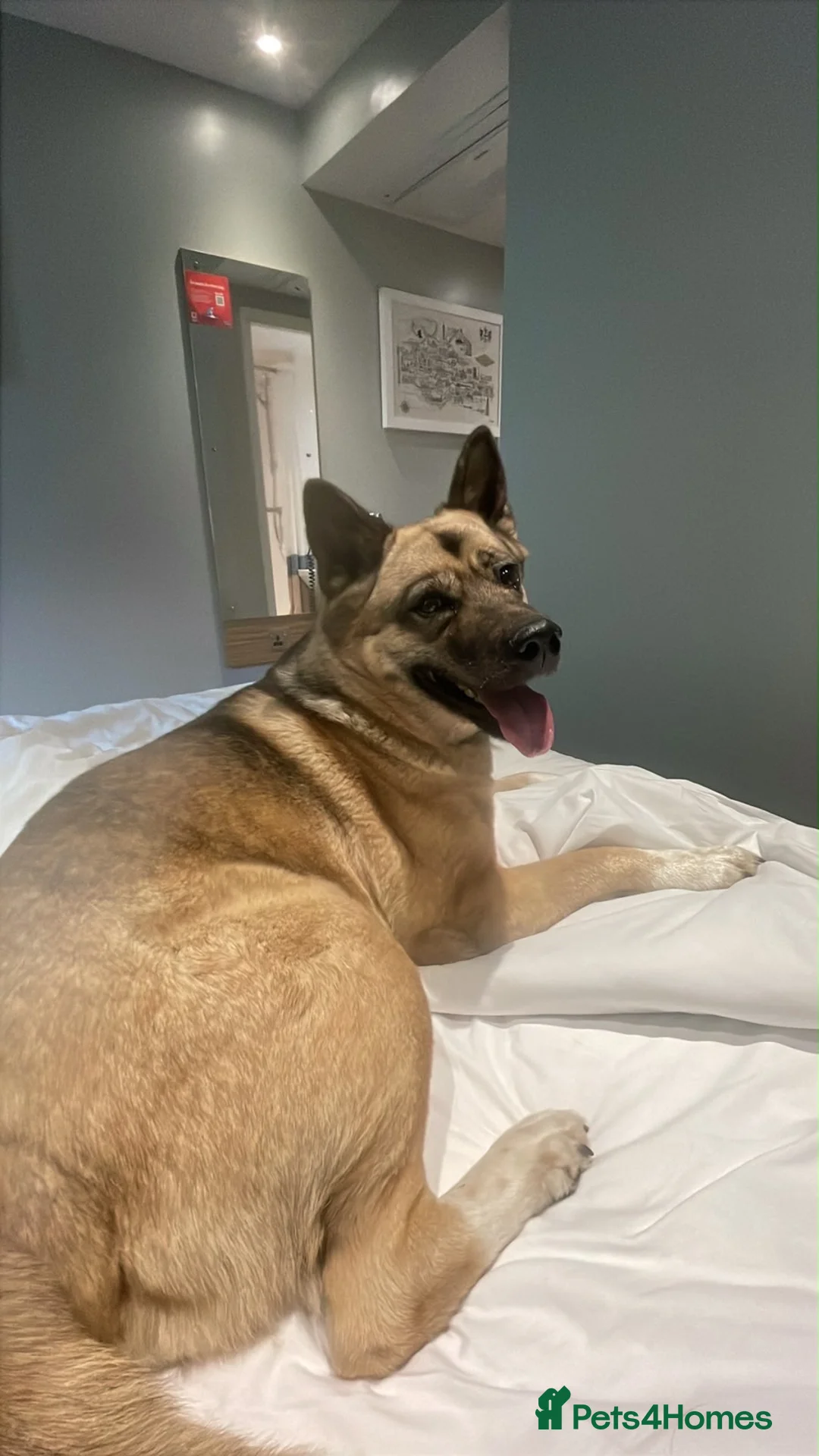 Mixed Breed dogs for sale: Nala Akita mix - Advert 1