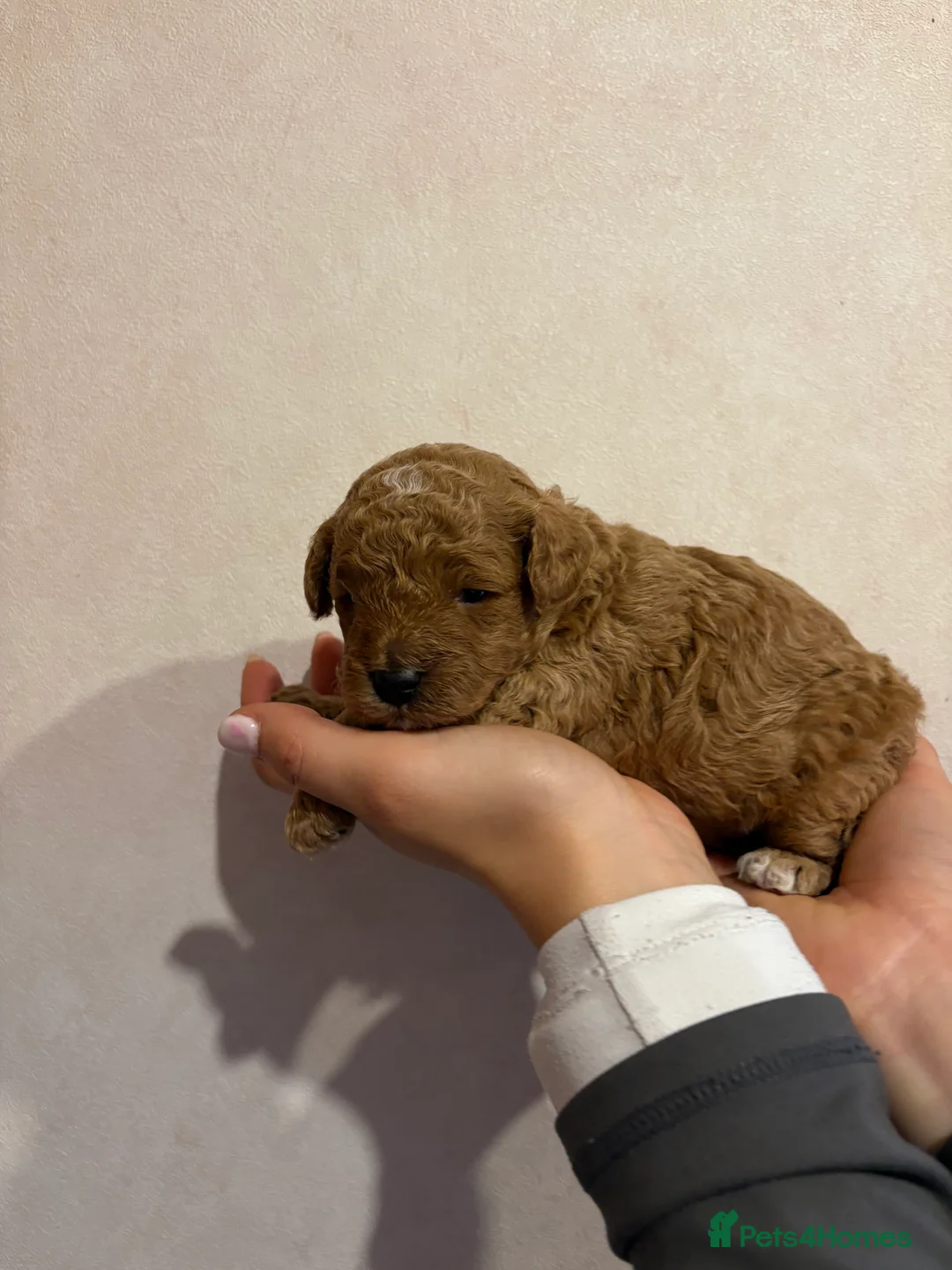 Toy Poodle dogs for sale: Toy poodle puppies  - Advert 6