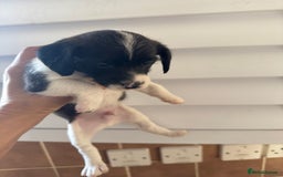 Jackapoo dogs for sale: Jackapoo - Advert 11