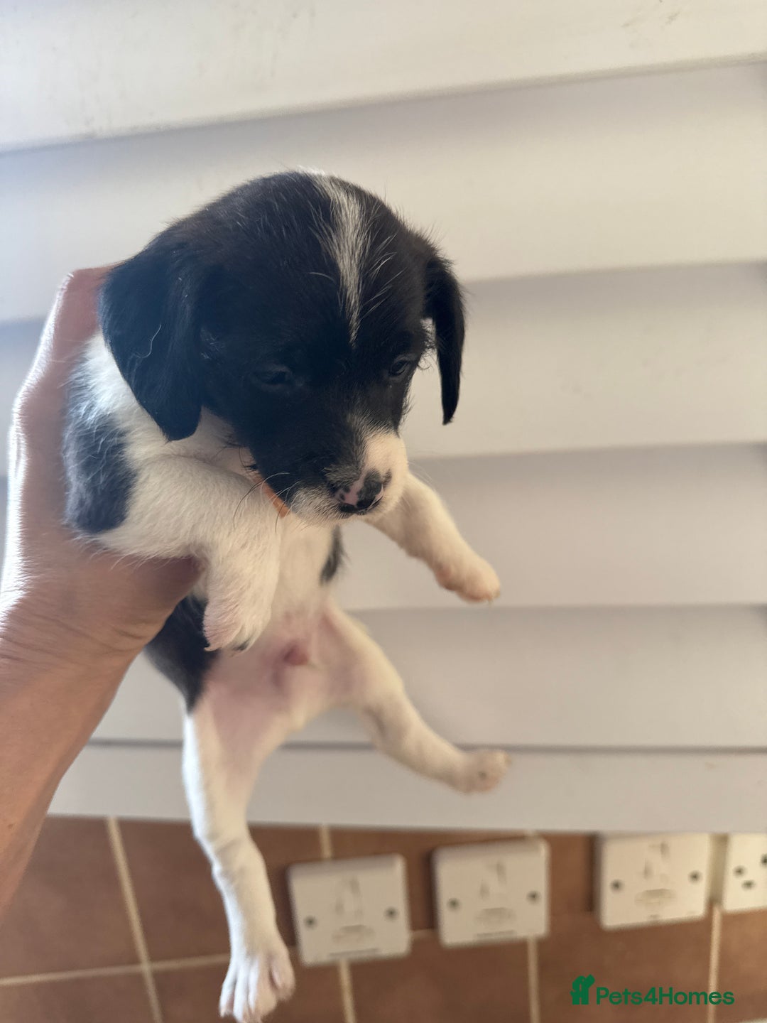 Jackapoo dogs for sale: Jackapoo - Advert 11