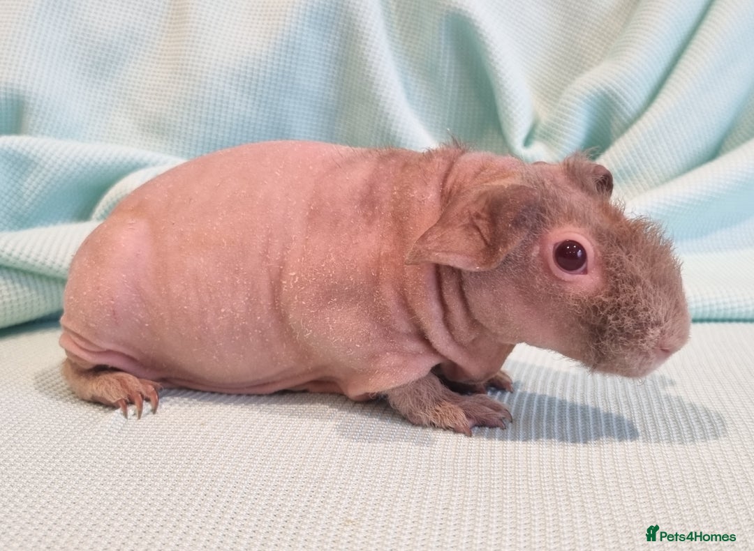Guinea Pig rodents for sale: Three skinny guinea pigs (females) - Image 4