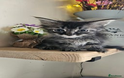 Ragdoll cats for sale: Stunning Ragdoll boys avalible  - Image 4