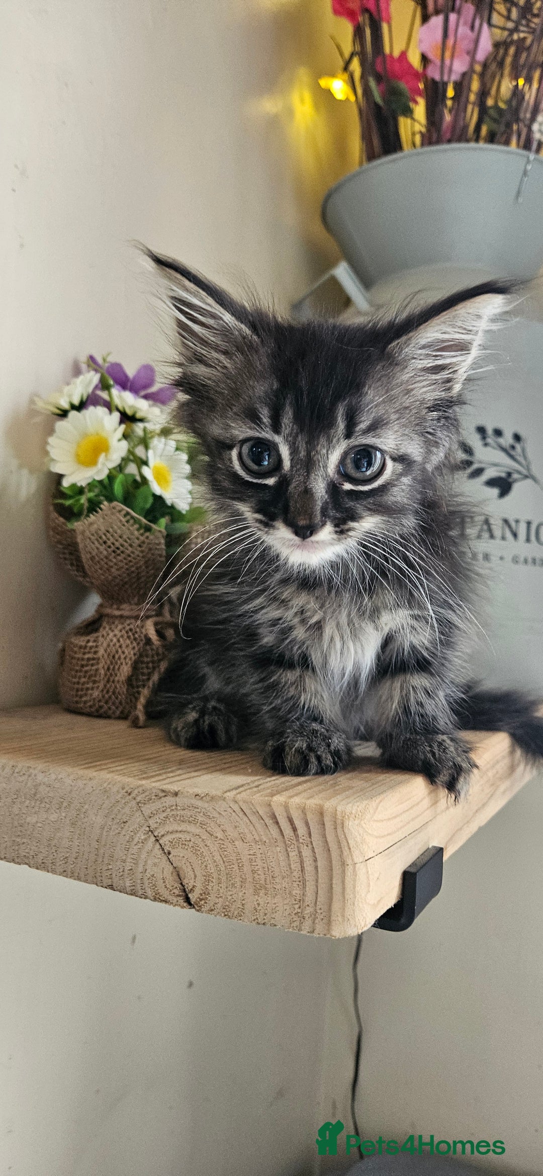 Ragdoll cats for sale: Stunning Ragdoll boys avalible  - Image 4