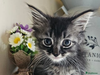 Ragdoll cats - Advert 12