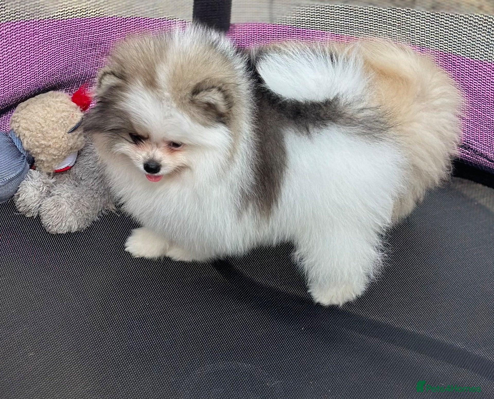 Pomeranian dogs Double coated true to type Pomeranians  - Advert 1