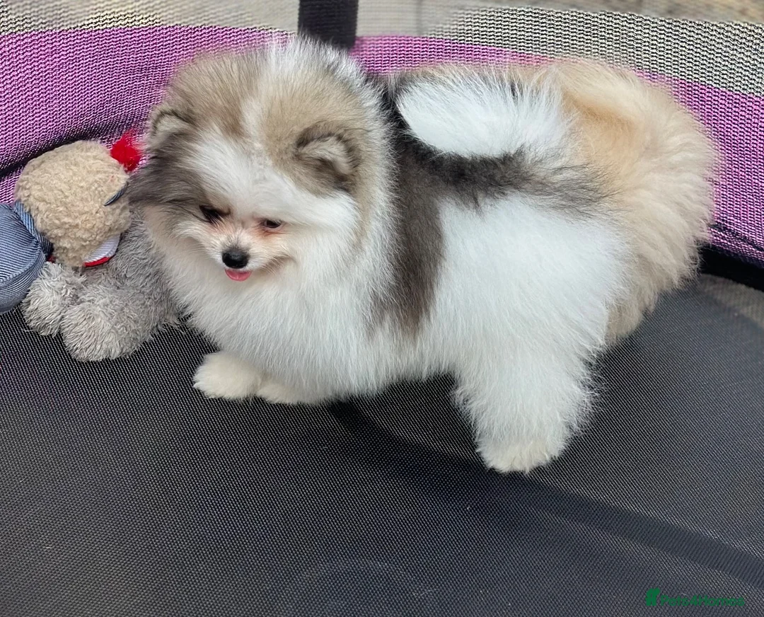 Pomeranian dogs for sale: Double coated true to type Pomeranians  - Advert 1