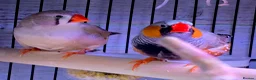 Finches birds for sale: Various senior finches - Advert 3