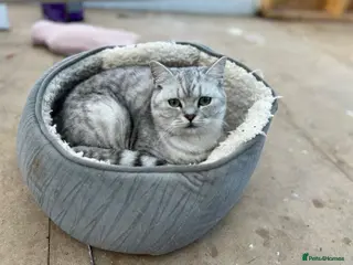 British Shorthair cats Active silver tabby british shorthair - Advert 1