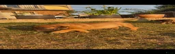 Boerboel dogs for sale: South African boerboel - Advert 7