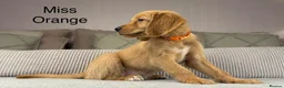 Goldendoodle dogs for sale: BEAUTIFUL HEALTHY LOVING PUPPIES  - Advert 34