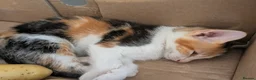 Mixed Breed cats for sale: Female kittens 9 weeks ready to leave  - Advert 12