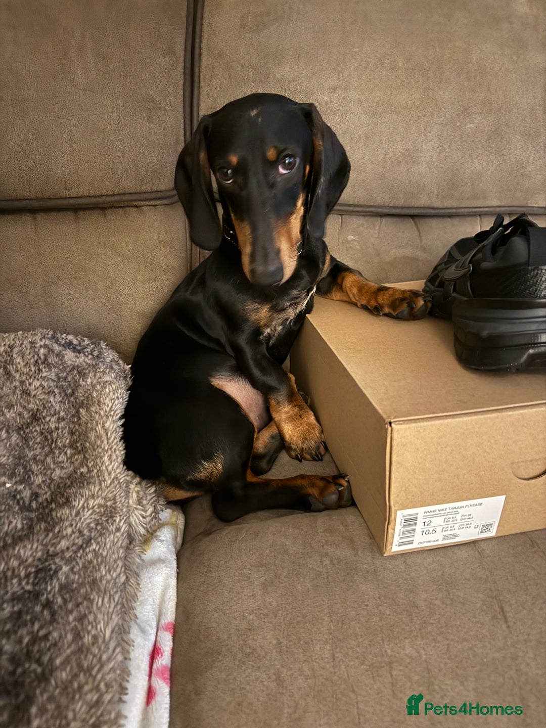 Dachshund dogs for sale: Dachshund 11 months old  - Advert 1