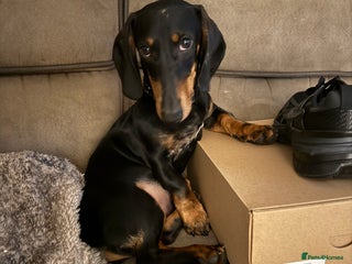 Dachshund dogs Dachshund 11 months old - Advert 1