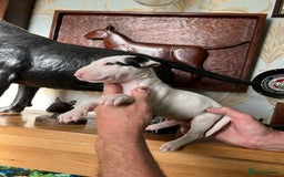English Bull Terrier dogs for sale: English bulterrier puppies  - Image 3