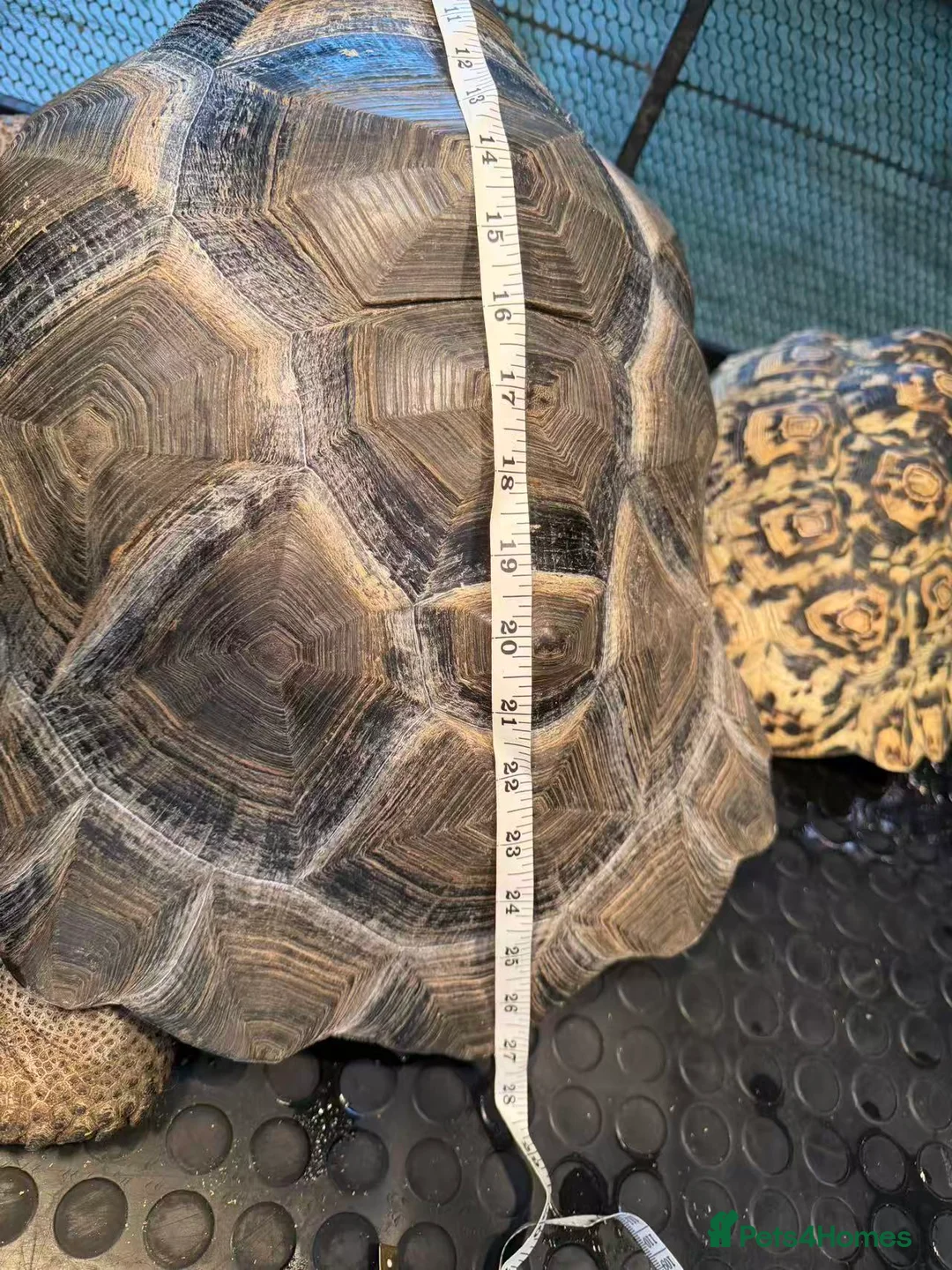 Tortoise reptiles for sale: 27 inch aldabta tortoise female serious buyer only - Advert 1