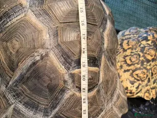 Tortoise reptiles 27 inch aldabta tortoise female serious buyer only - Advert 2