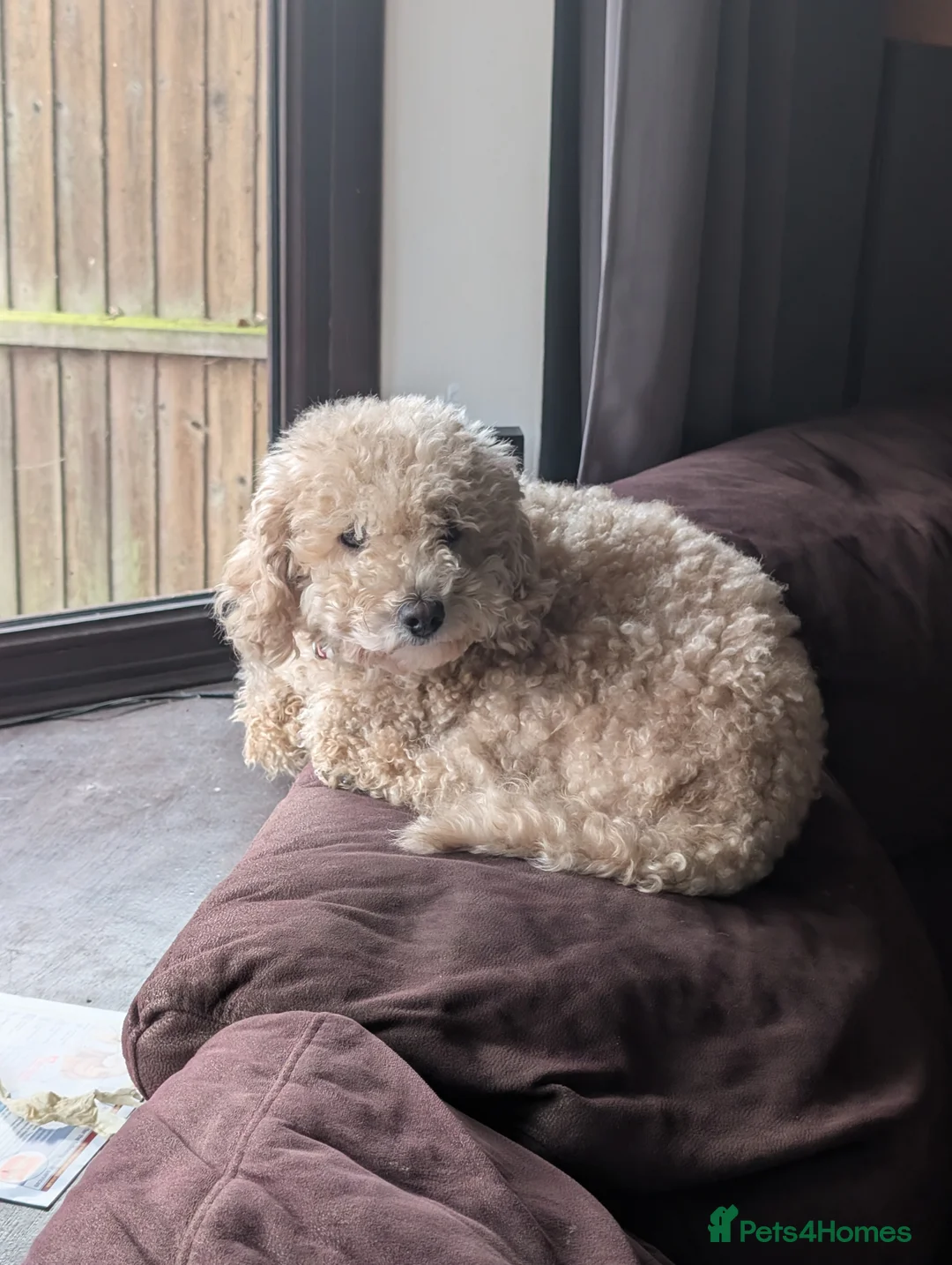 Poochon dogs for sale: Poochon – 4 Years Old – Affectionate Family Dog - Advert 2