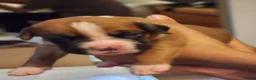Boxer dogs for sale: Bobtail K C reg - Advert 12