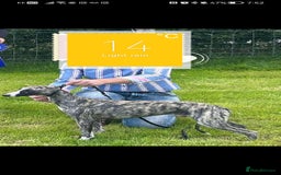 Whippet dogs for sale: Lovely petite whippets for sale  - Image 3